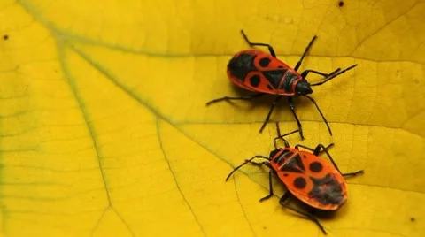 Macro, Red Beetles Stock Footage 8778026
