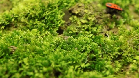 Macro, Red Beetles Stock Footage 8778034