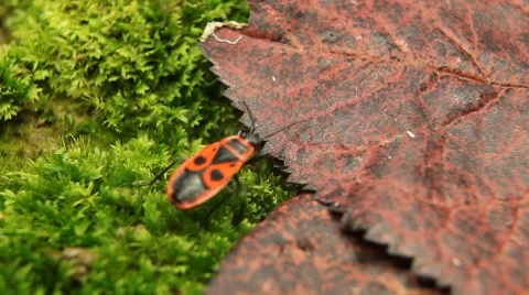 Macro, Red Beetles Stock Footage 8778041