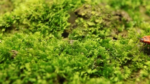 Macro, Red Beetles Stock Footage 8778063