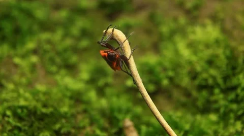 Macro, Red Beetles Stock Footage 8778082