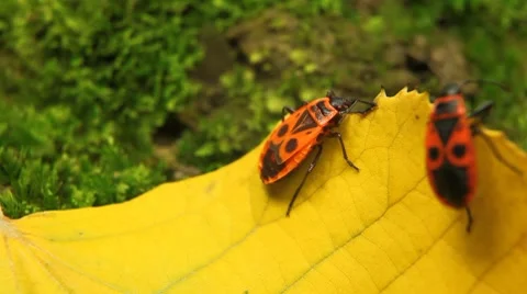 Macro, Red Beetles Stock Footage 8778091