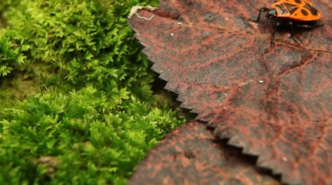 Macro, Red Beetles Stock Footage 8778319