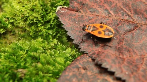 Macro, Red Beetles Stock Footage 8778330