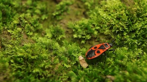 Macro, Red Beetles Stock Footage 8778395