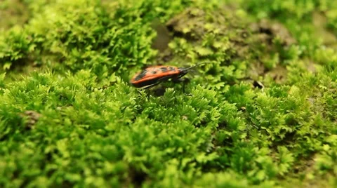 Macro, Red Beetles Stock Footage 8778415