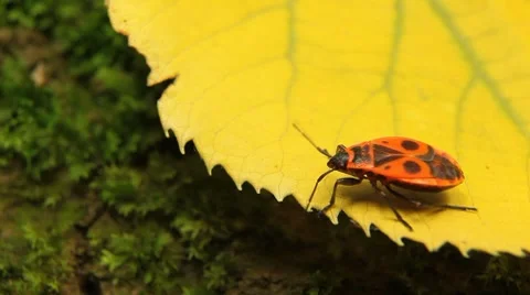 Macro, Red Beetles Stock Footage 8778418