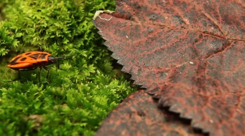 Macro, Red Beetles Stock Footage 8778422
