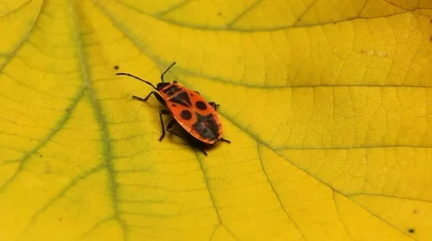 Macro, Red Beetles Stock Footage 8778457