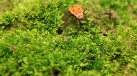 Macro, Red Beetles Stock Footage 8778468