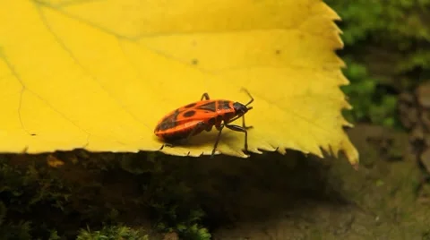 Macro, Red Beetles Stock Footage 8778506