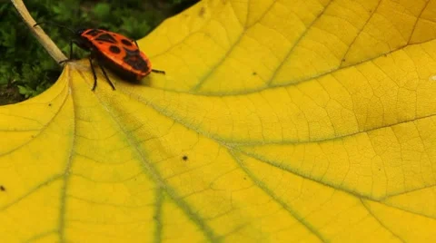 Macro, Red Beetles Stock Footage 8778540