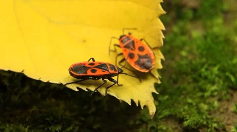 Macro, Red Beetles Stock Footage 8778580