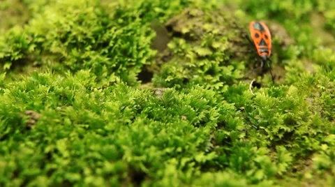 Macro, Red Beetles Stock Footage 8778630