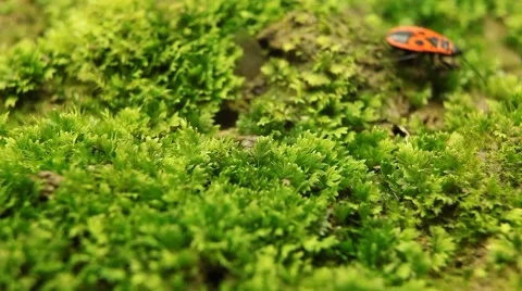 Macro, Red Beetles Stock Footage 8834495