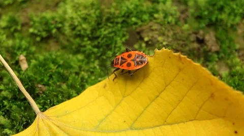 Macro, Red Beetles Stock Footage 8834697