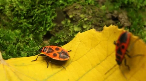 Macro, Red Beetles Stock Footage 8834962