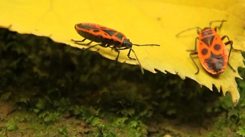 Macro, Red Beetles Stock Footage 8835143