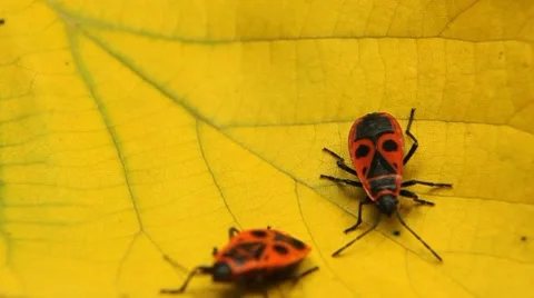 Macro, Red Beetles Stock Footage 8835157