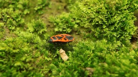 Macro, Red Beetles Stock Footage 8835168