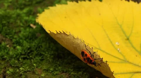 Macro, Red Beetles Stock Footage 8909542