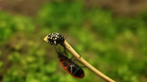 Macro, Red Beetles Stock Footage 8909543