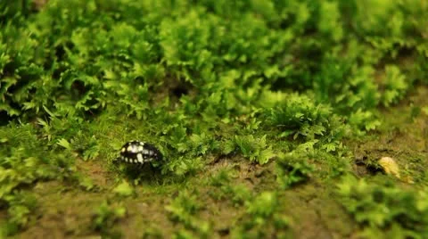 Macro, Red Beetles Stock Footage 8909559