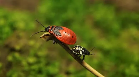 Macro, Red Beetles Stock Footage 8909578