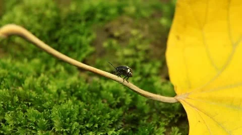 Macro, Red Beetles Stock Footage 8909598