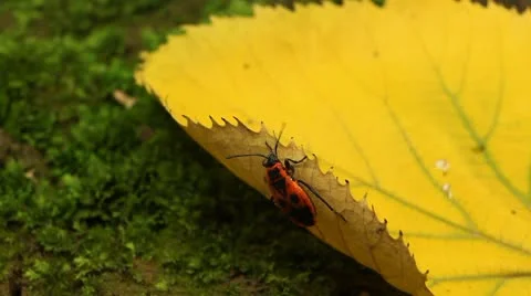 Macro, Red Beetles Stock Footage 8909599