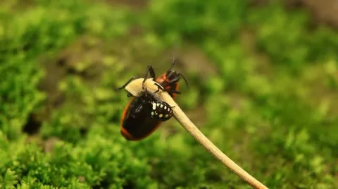 Macro, Red Beetles Stock Footage 8909607