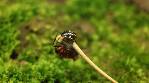 Macro, Red Beetles Stock Footage 8909634