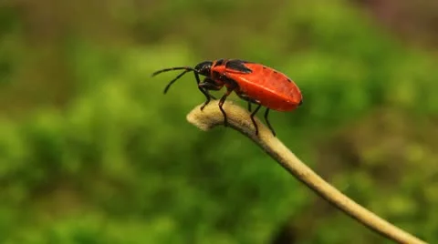Macro, Red Beetles Stock Footage 8909636