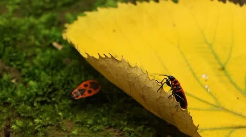 Macro, Red Beetles Stock Footage 8909644