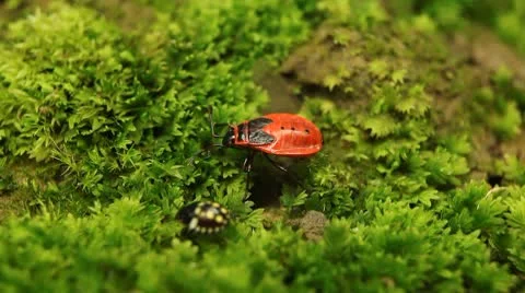 Macro, Red Beetles Stock Footage 8909646