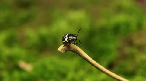 Macro, Red Beetles Stock Footage 8909661