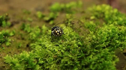 Macro, Red Beetles Video stock 8909662