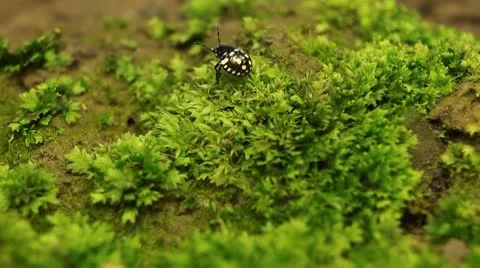 Macro, Red Beetles Stock Footage 8909707