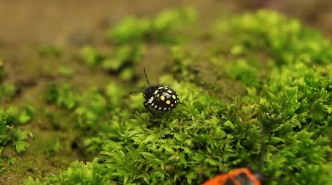 Macro, Red Beetles Stock Footage 8909755