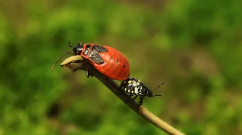 Macro, Red Beetles Stock Footage 8909765