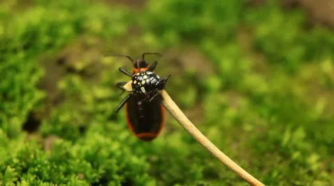 Macro, Red Beetles Stock Footage 8909793