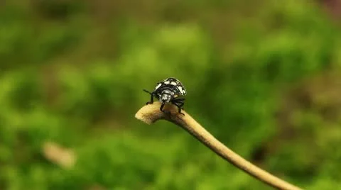 Macro, Red Beetles Stock Footage 8909810