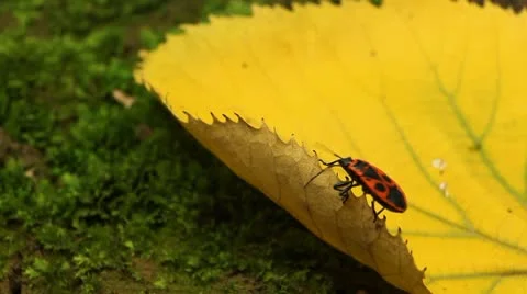 Macro, Red Beetles Stock Footage 8909829