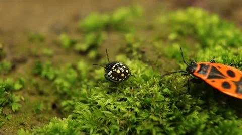 Macro, Red Beetles Stock Footage 8909878