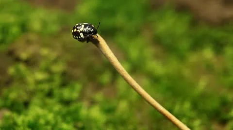 Macro, Red Beetles Stock Footage 8909879