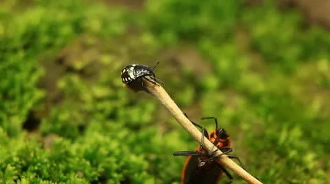 Macro, Red Beetles Stock Footage 8909887