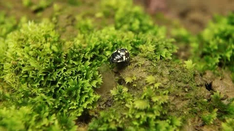 Macro, Red Beetles Stock Footage 8909896