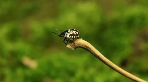 Macro, Red Beetles Stock Footage 8909912