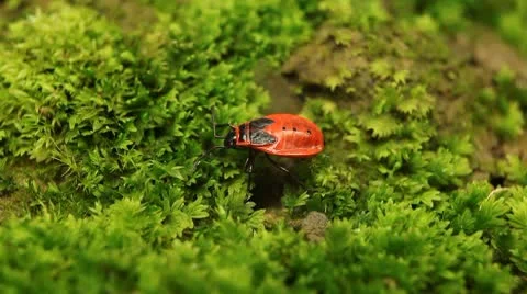 Macro, Red Beetles Stock Footage 8909918