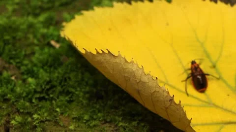 Macro, Red Beetles Stock Footage 8909945